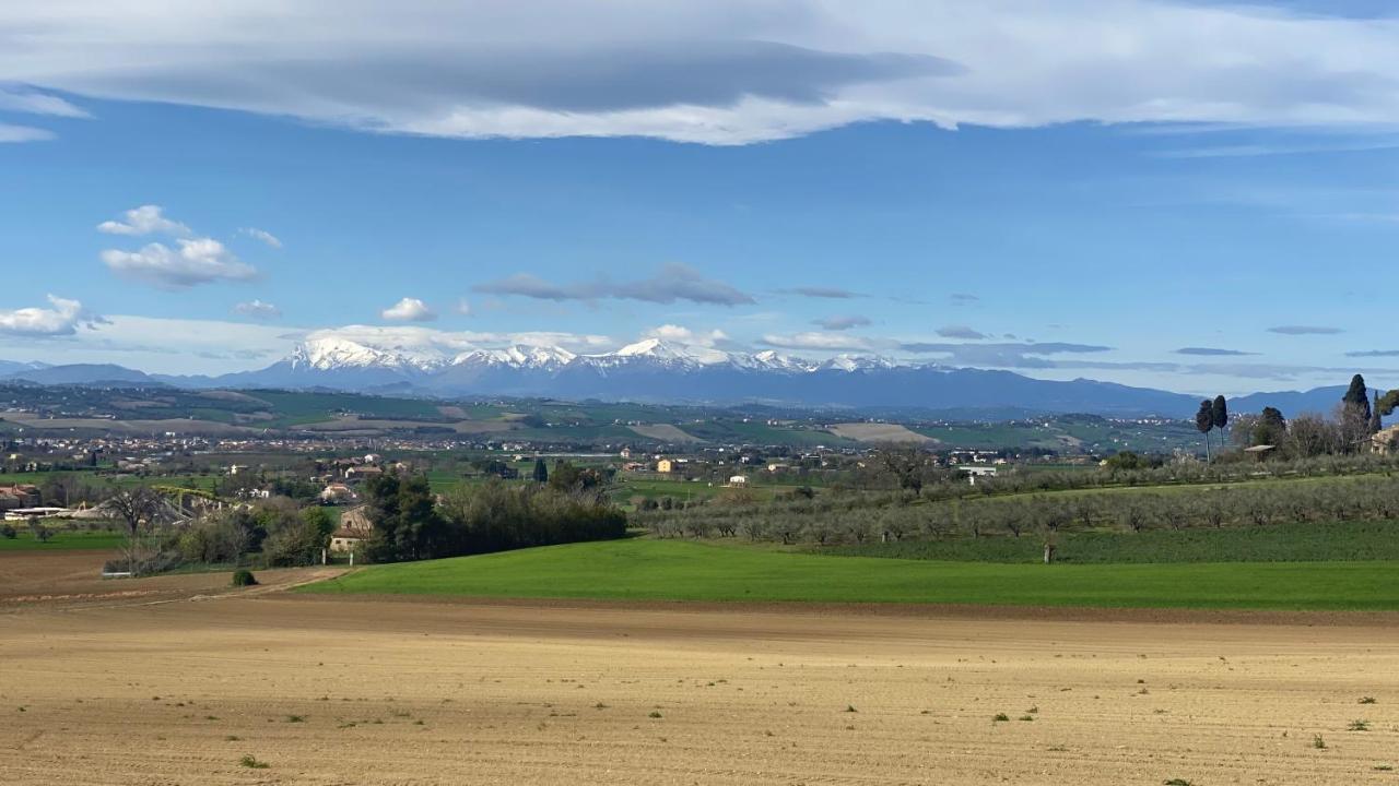 Olea Montecosaro (Marche)
